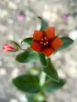 255.webp