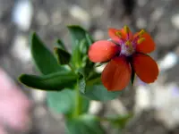 242.webp
