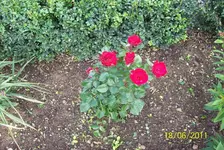 Rosen 1.webp
