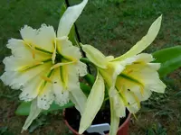 077.webp