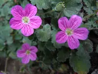 101.webp