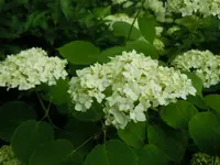 090.webp