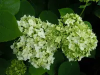 092.webp