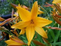 085.webp
