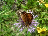 DSC01688.webp