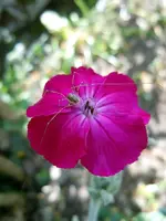 Spinne188.webp