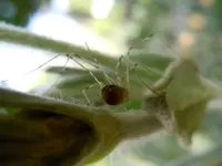 Spinne189.webp