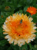 Käfer084.webp