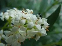 Käfer085.webp