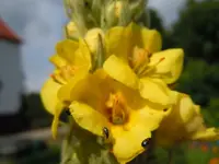Käfer086.webp