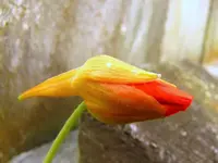 Knospen.webp