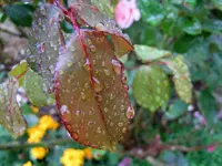 tn_IMG_1729v.webp