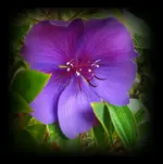 Blueten.webp