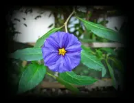 Blueten (1).webp