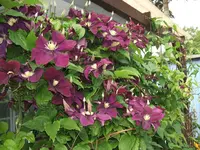 2011_0609060005.webp