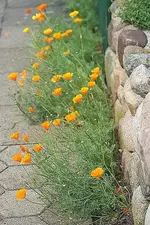 kalifornischer Mohn_kleiner.webp