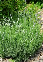 zweifarbiger Lavendel_kleiner.webp