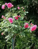 Hochstamm Rosarium Uetersen1_kleiner.webp