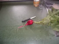 Riesen Radischen (1).webp