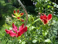 IMGP3860.webp