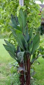 canna.webp