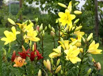 lilien 2011.webp