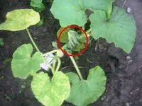 IMAG0004.webp