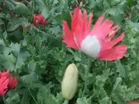 k-DSCF0028.webp