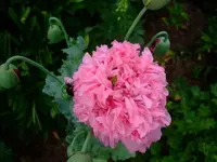 k-DSCF0112.webp