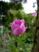 004.webp