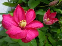 001.webp