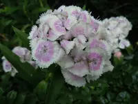 005.webp