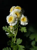 033.webp