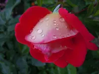 Rosen011.webp
