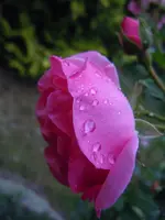 Rosen013.webp