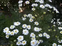 BILD0197.webp