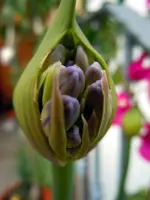 Knospen025.webp