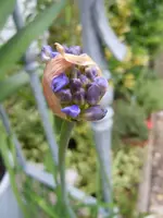 Knospen026.webp