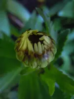 Knospen027.webp