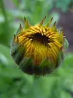 Knospen028.webp