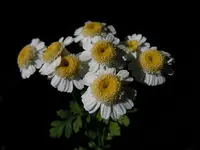 032.webp