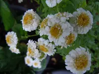 190.webp