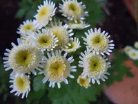 221.webp