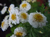 222.webp