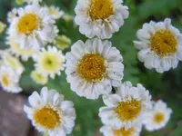 234.webp