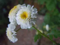 242.webp