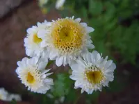 244.webp