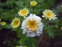 270.webp
