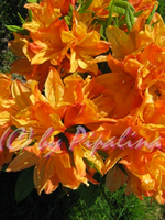 IMG_1948.webp