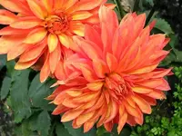 Dahlie (5).webp